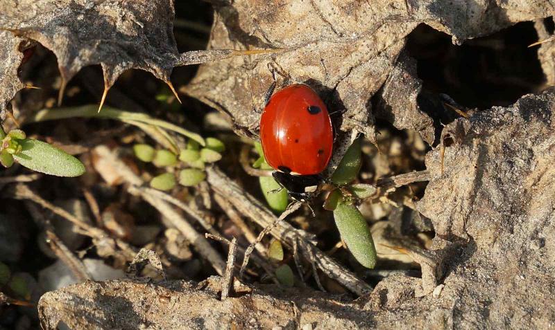 coccinella_septempunctata_linnaeus_1758.jpg