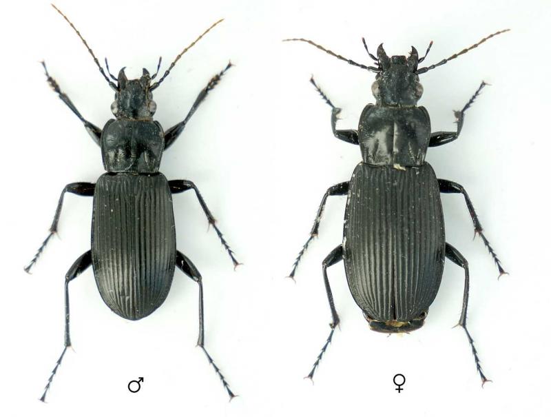 pterostichus_niger.jpg