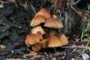 fungi_24_t1.jpg