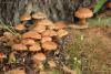 fungi_26_t1.jpg