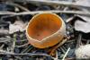 fungi_29_1_t1.jpg