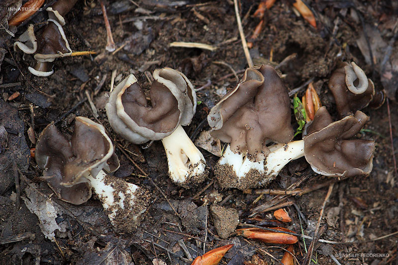 helvella_01_2.jpg