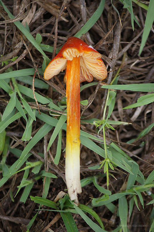 hygrocybe-conica_04.jpg