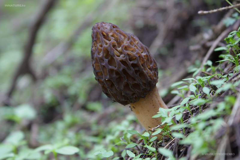 morchella_01_1.jpg