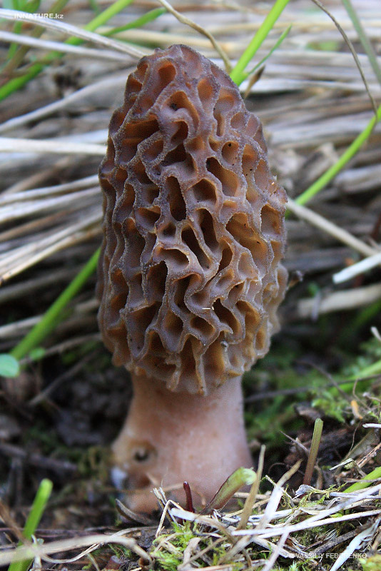 morchella_02.jpg