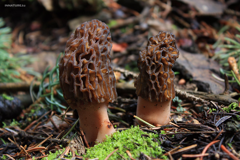 morchella_02_5.jpg