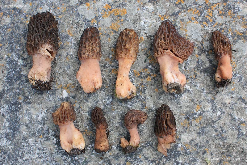 morchella_02_6.jpg