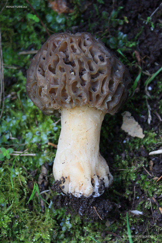 morchella_03_2.jpg