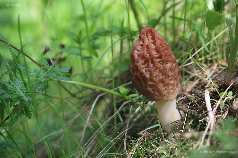 morchella_04_1.jpg