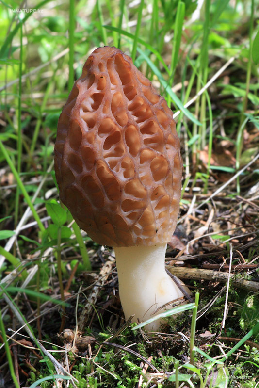 morchella_04_2.jpg