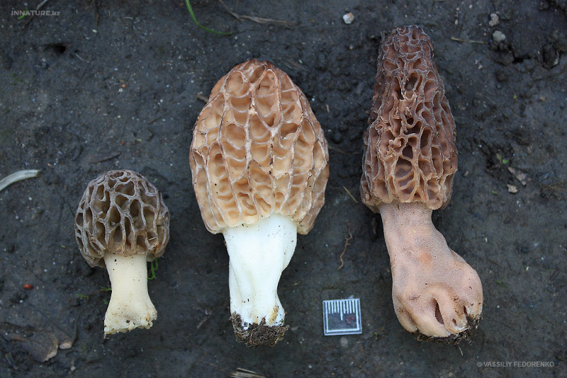 morchella_05_1.jpg