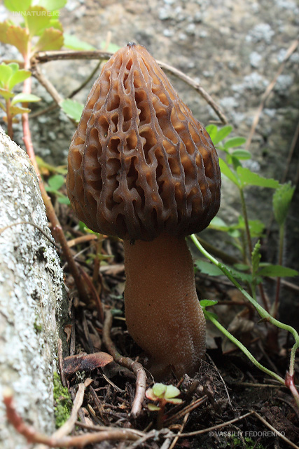 morchella_05_1_1.jpg