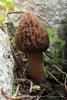 morchella_05_1_t1_1.jpg
