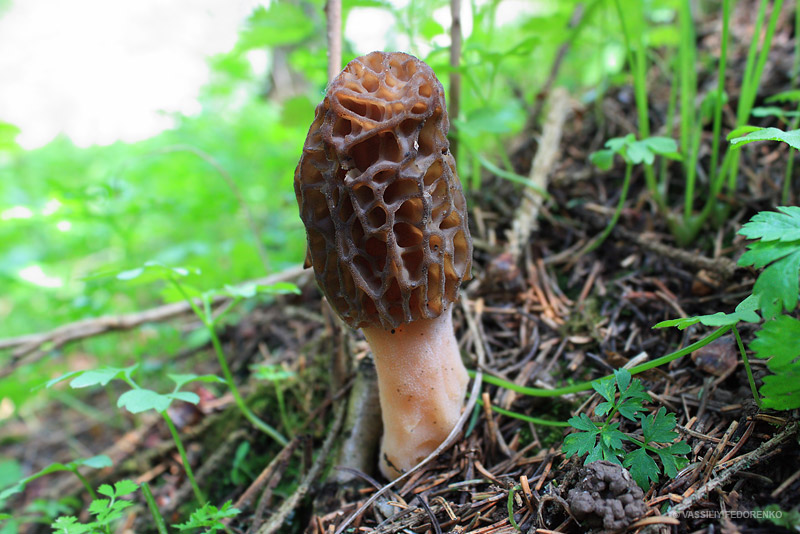 morchella_05_7.jpg