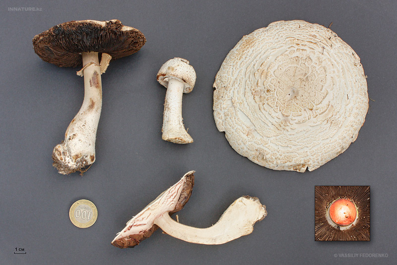 agaricus_01.jpg