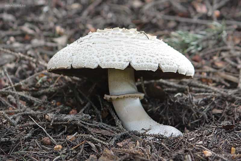 agaricus_01_2.jpg