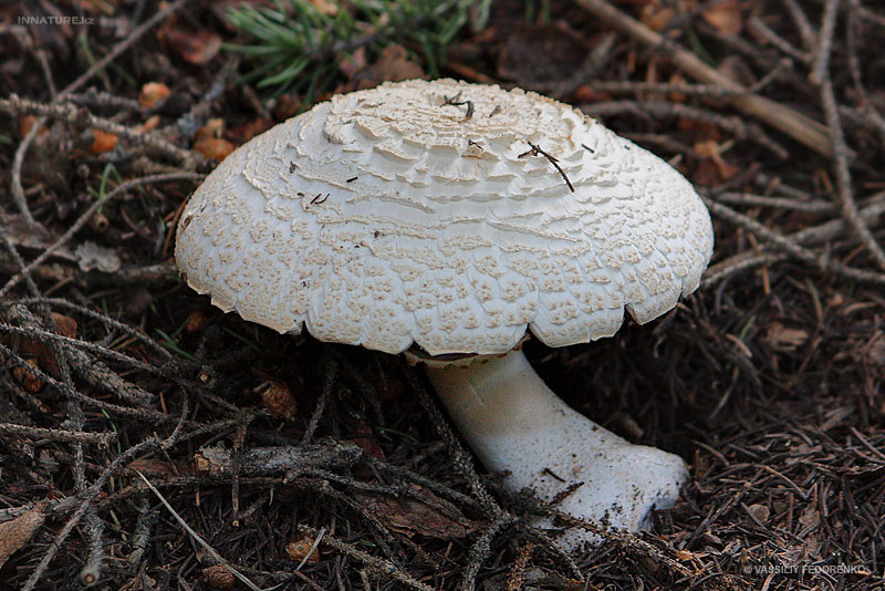 agaricus_01_3.jpg