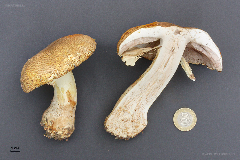 agaricus_02.jpg