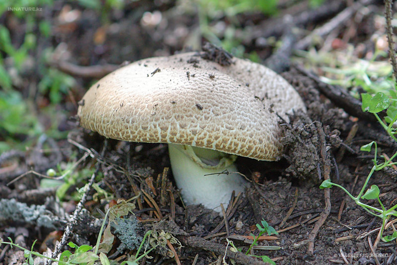 agaricus_02_2.jpg