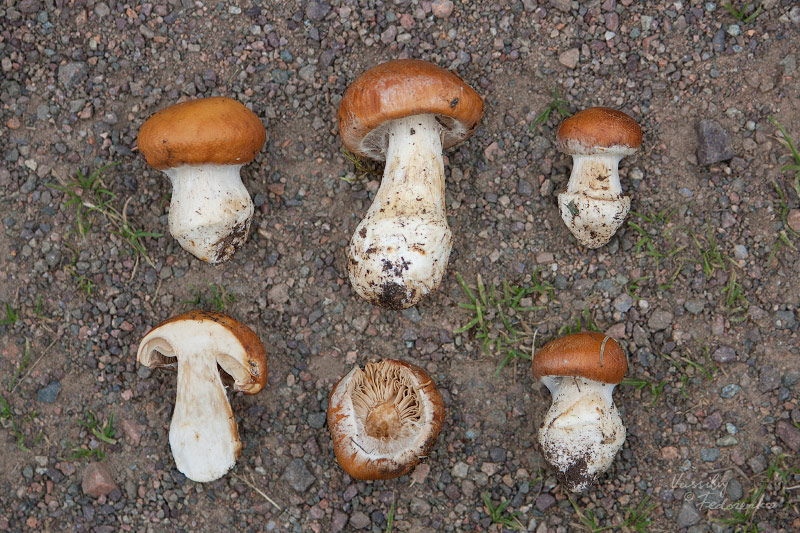cortinarius-multiformis.jpg