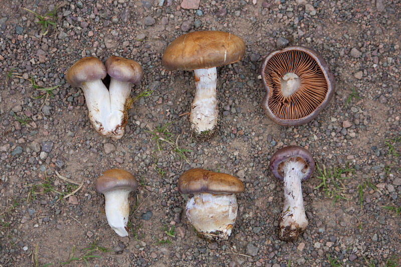 cortinarius002.jpg