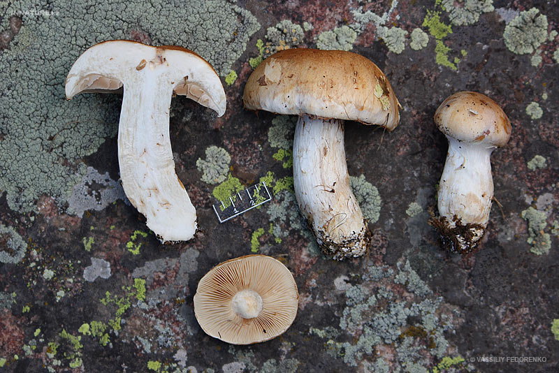 cortinarius10_2.jpg