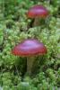cortinarius9_t1.jpg