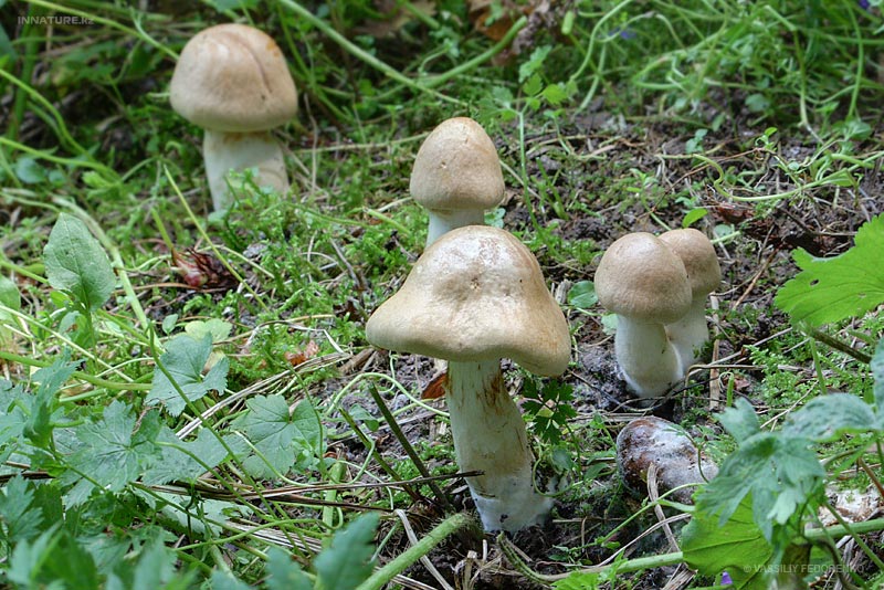 cortinarius_15_2.jpg
