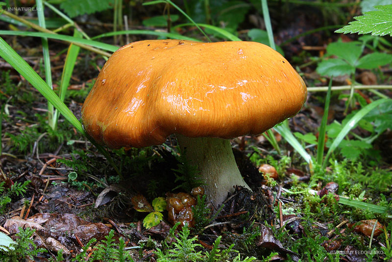 fungi_56_1.jpg