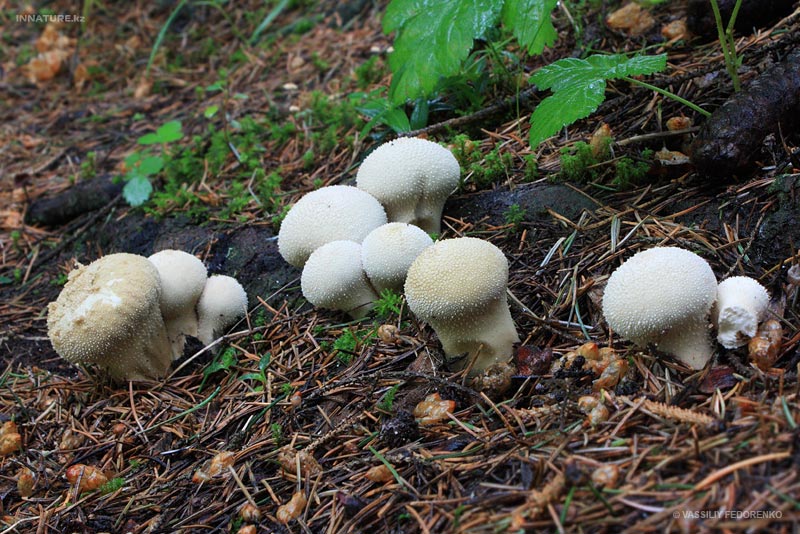 lycoperdon-perlatum_01.jpg