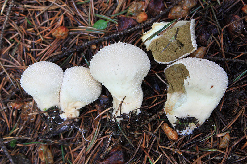 lycoperdon-perlatum_02.jpg