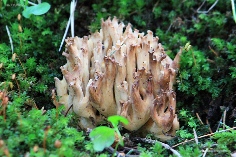 ramaria_01.jpg