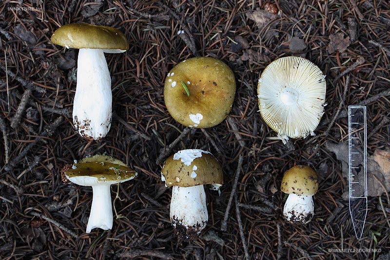 russula1_1.jpg