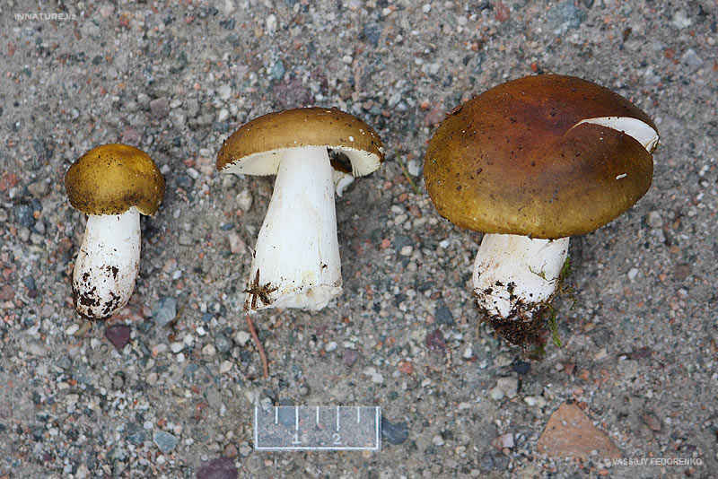 russula1_2.jpg