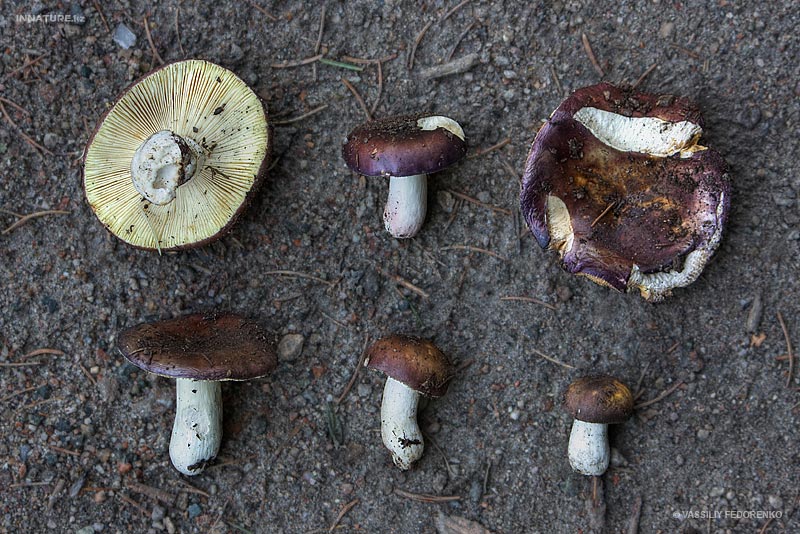 russula2_1.jpg