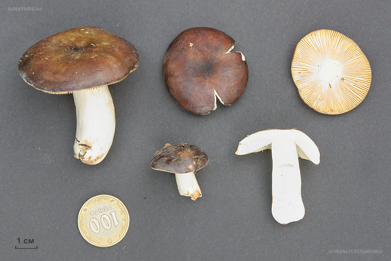 russula2_2.jpg