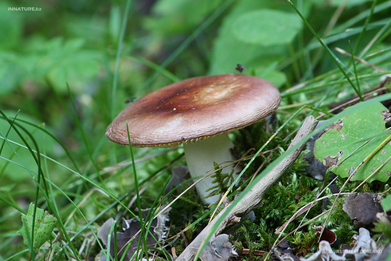 russula3_2.jpg