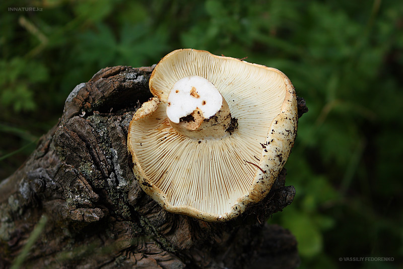 russula_delica_03.jpg