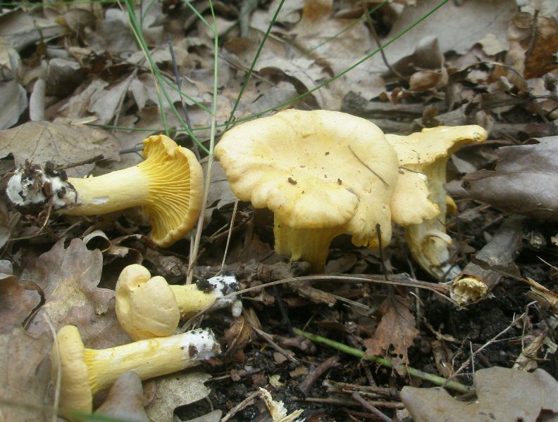 0_cantharellus_cibarius_1.jpg