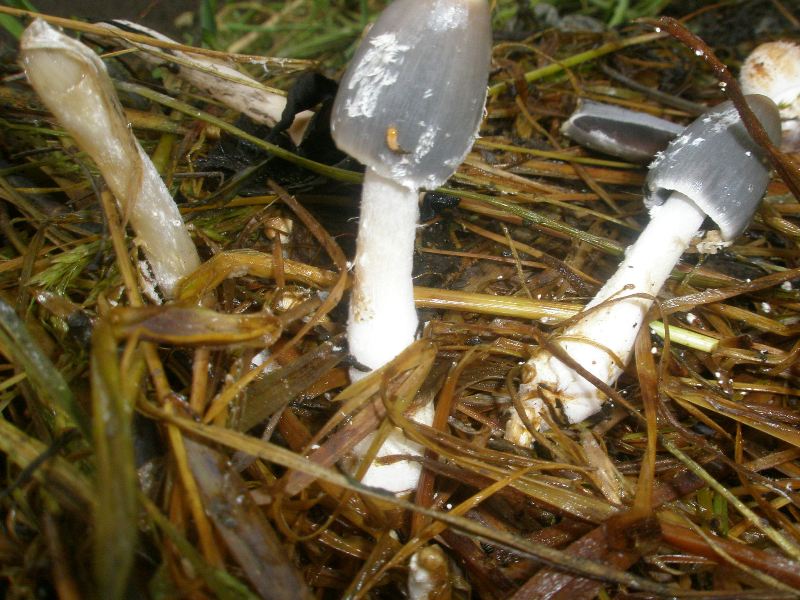 0_coprinus_cinereus_1.jpg