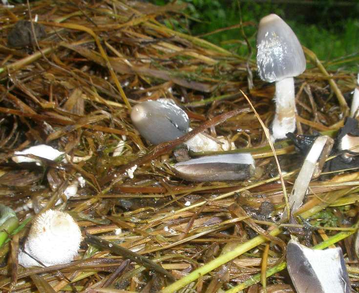 0_coprinus_cinereus_1a.jpg
