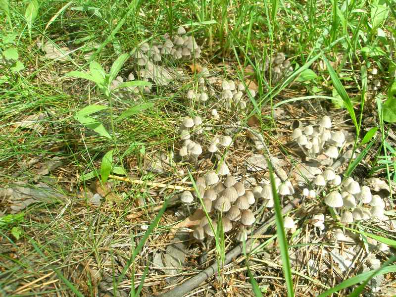 0_coprinus_disseminatus_1.jpg