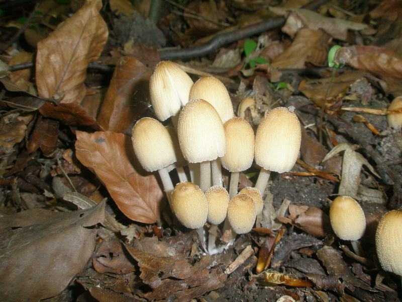 0_coprinus_mycaceus_1.jpg
