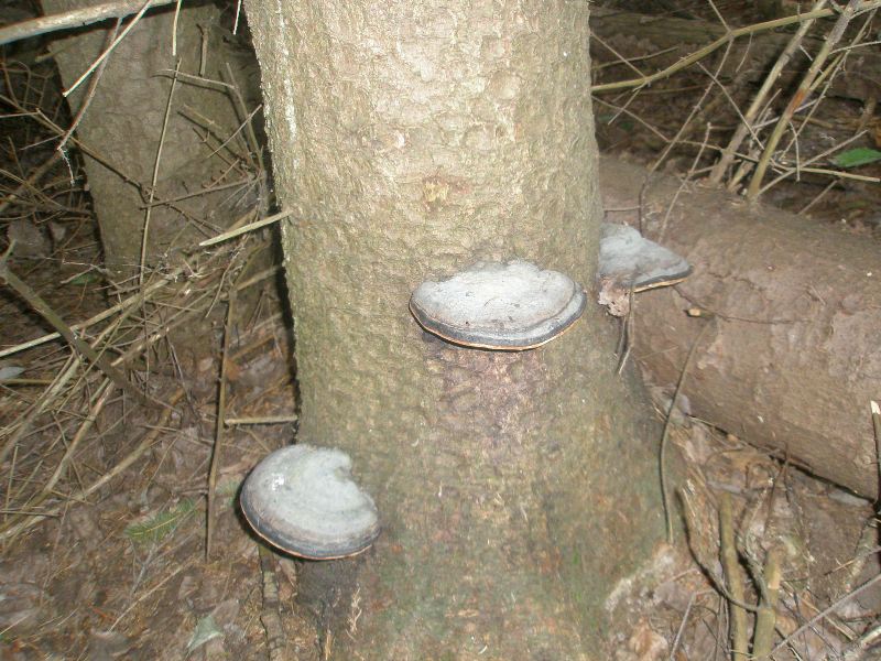 0_fomitopsis_pinicola.jpg