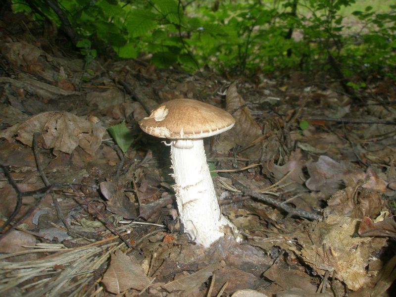 0_leccinum_scabrum.jpg