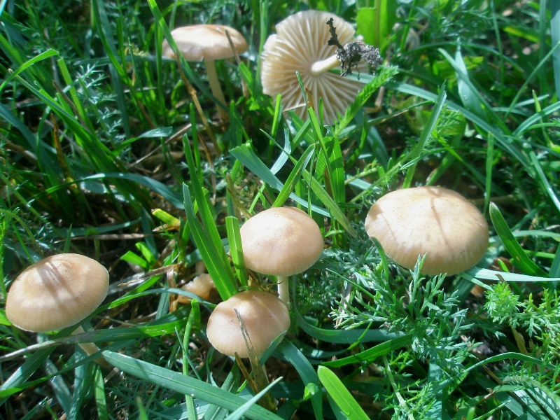 0_marasmius_oreades_1.jpg