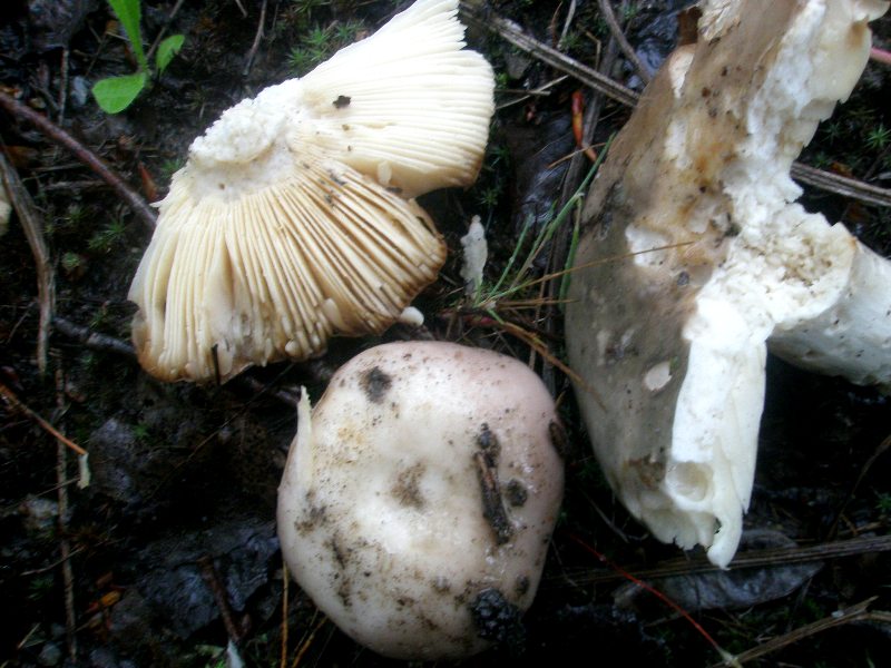 0_russula_grisea_1.jpg