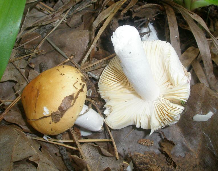 0_russula_lutea_1.jpg
