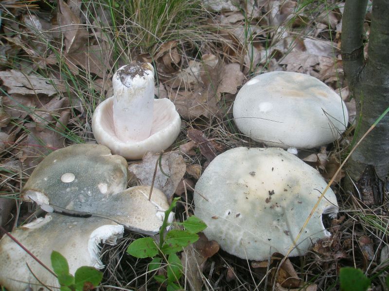0_russula_virescens_1.jpg