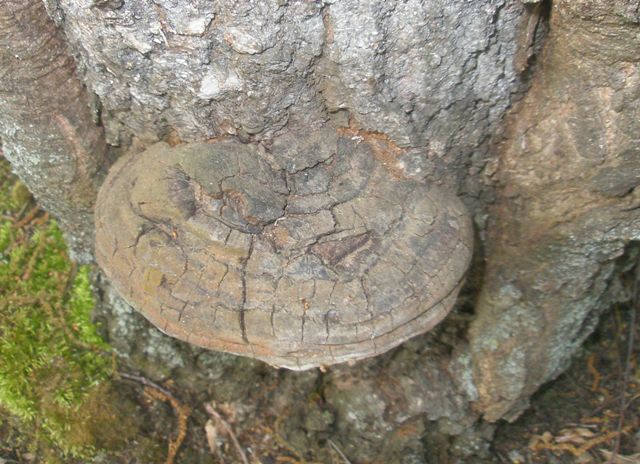 18phellinus_sp_4.jpg